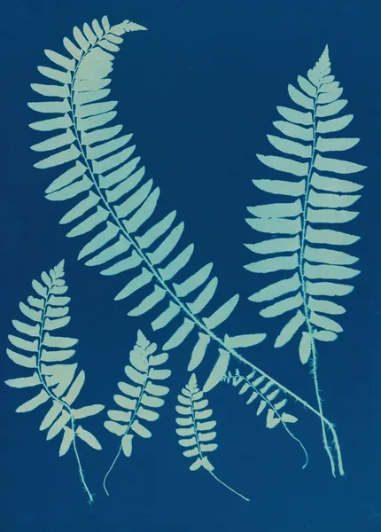 Ferns of Huntington, Long Island Pl.06 av Ella J. C. Hurd