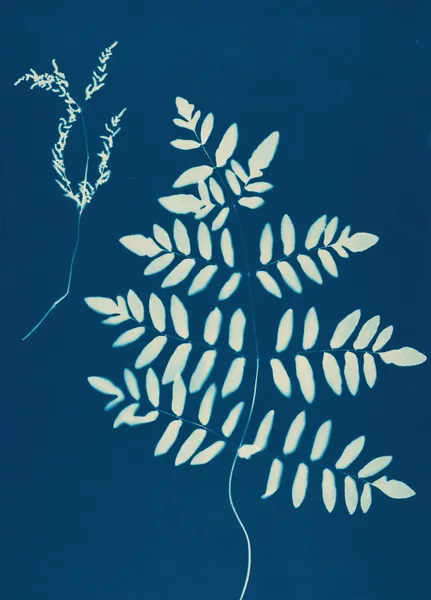 Ferns of Huntington, Long Island Pl.10 av Ella J. C. Hurd