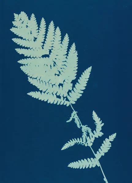 Ferns of Huntington, Long Island Pl.13 av Ella J. C. Hurd
