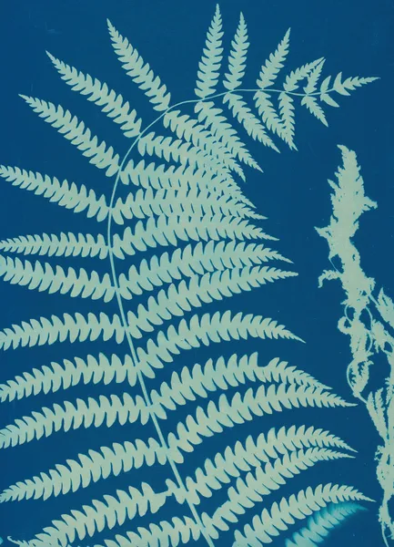 Ferns of Huntington, Long Island Pl.14 av Ella J. C. Hurd