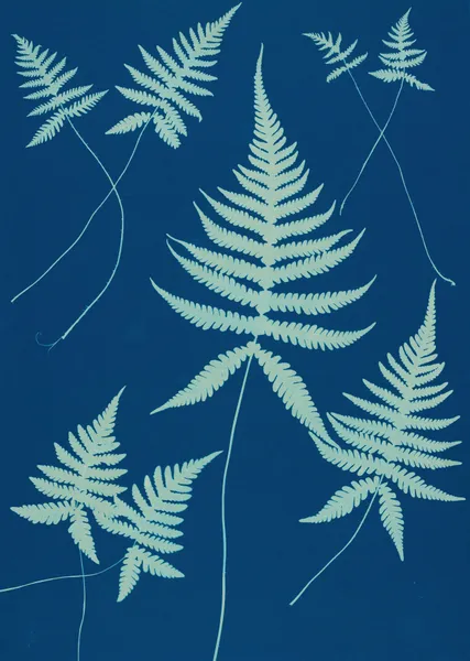 Ferns of Huntington, Long Island Pl.15 av Ella J. C. Hurd