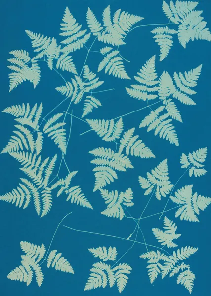 Ferns of Huntington, Long Island Pl.16 av Ella J. C. Hurd