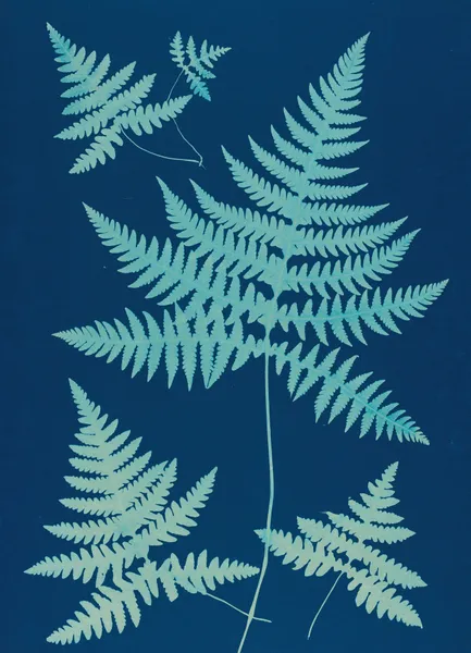 Ferns of Huntington, Long Island Pl.17 av Ella J. C. Hurd