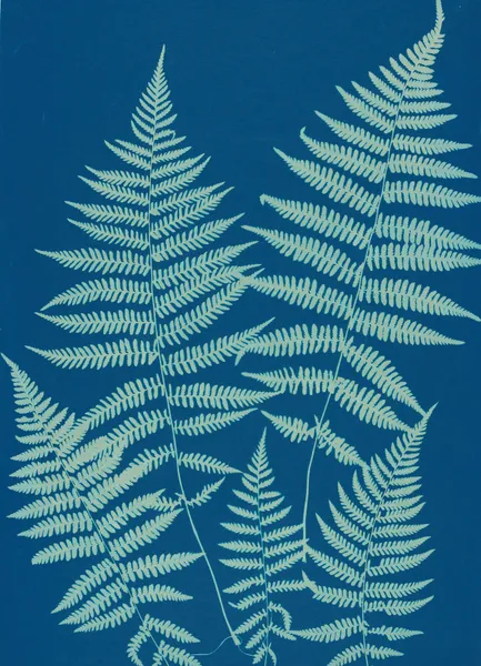 Ferns of Huntington, Long Island Pl.18 av Ella J. C. Hurd