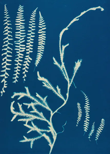 Ferns of Huntington, Long Island Pl.19 av Ella J. C. Hurd