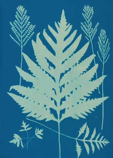 Ferns of Huntington, Long Island Pl.22 av Ella J. C. Hurd