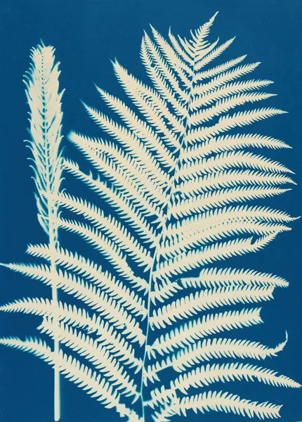Ferns of Huntington, Long Island Pl.23 av Ella J. C. Hurd