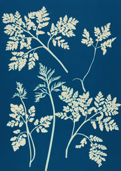 Ferns of Huntington, Long Island Pl.25 av Ella J. C. Hurd