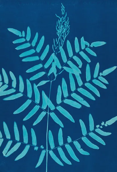 Ferns of Huntington, Long Island Pl.32 av Ella J. C. Hurd