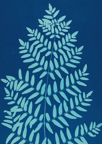Ferns of Huntington, Long Island Pl.33 av Ella J. C. Hurd