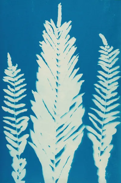Ferns of Huntington, Long Island Pl.36 av Ella J. C. Hurd