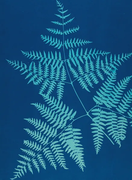 Ferns of Huntington, Long Island Pl.38 av Ella J. C. Hurd