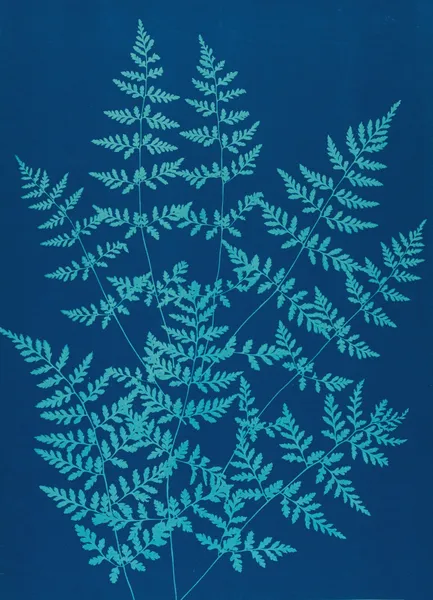 Ferns of Huntington, Long Island Pl.40 av Ella J. C. Hurd