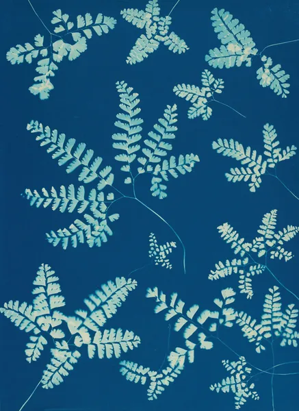 Ferns of Huntington, Long Island Pl.42 av Ella J. C. Hurd