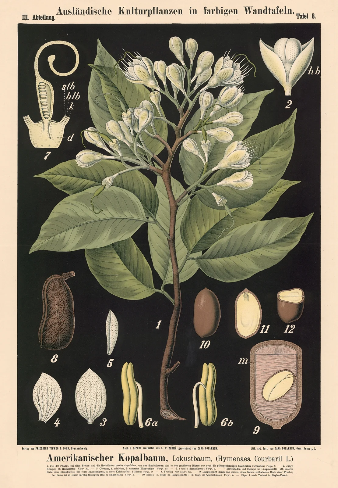 Amerikanischer Kopalbaum, Lokustbaum, (Hymenaea Cour-baril L.) av Carl Bollmann