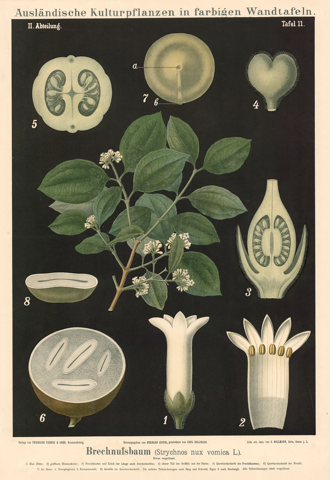 Brechnussbaum (Strychnos nux vomica L.) av Carl Bollmann