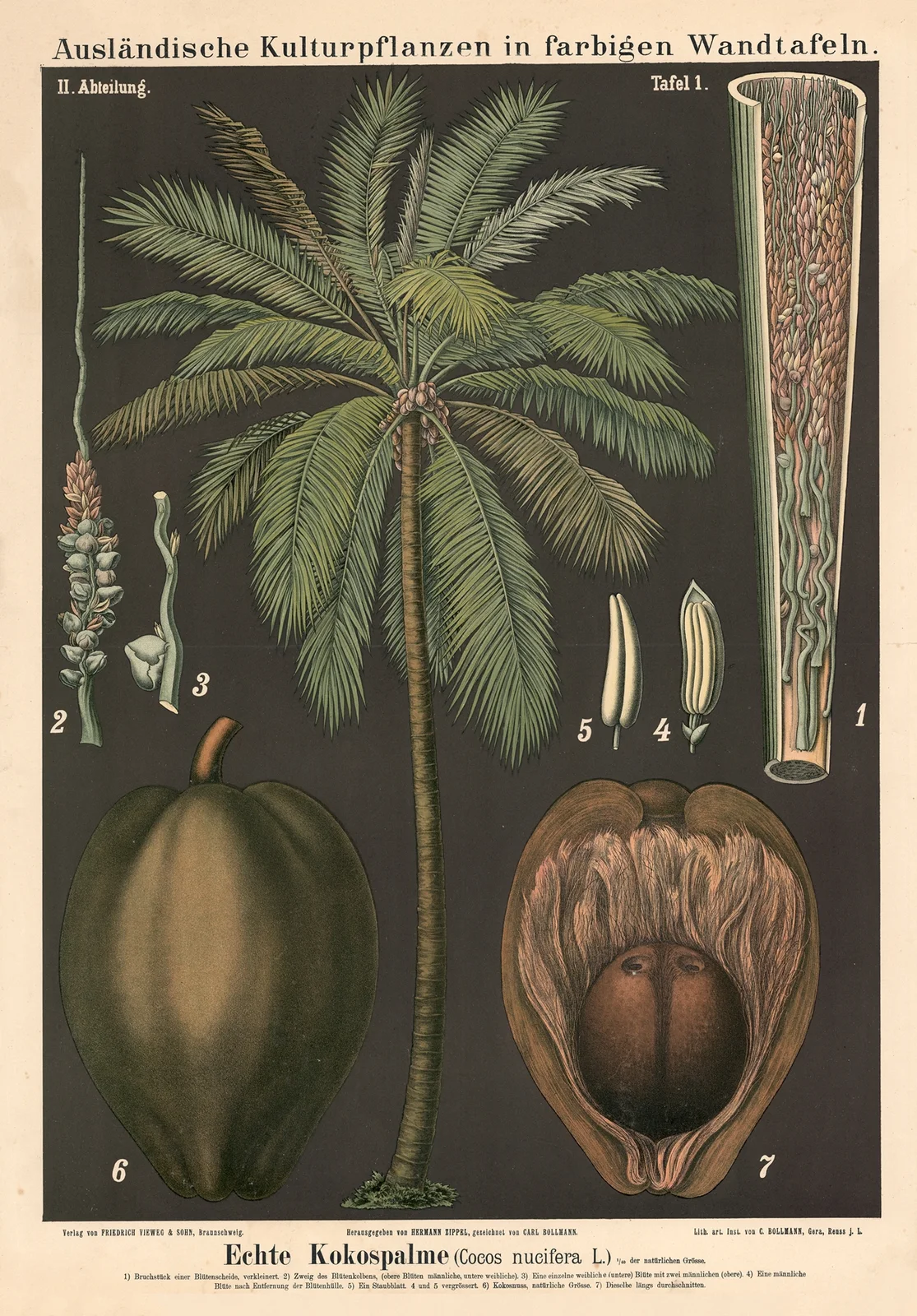 Echte Kokospalme (Cocos nucifera L.) av Carl Bollmann