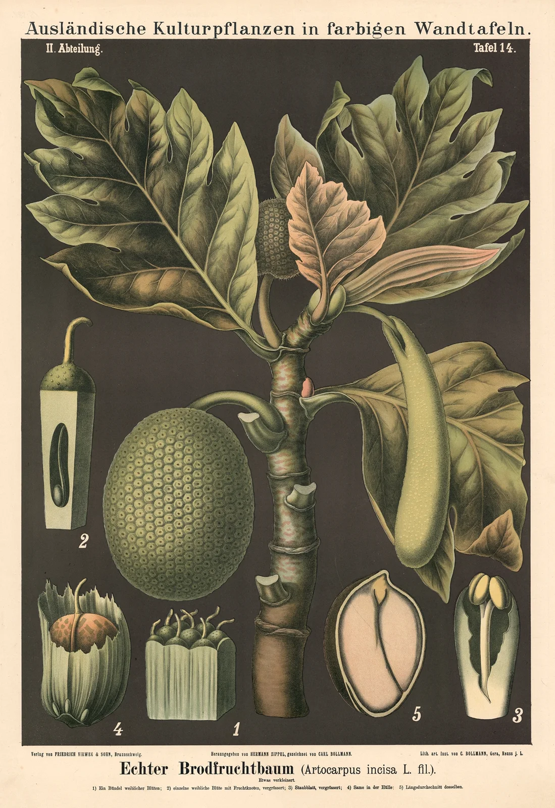Echter Brodfruchtbaum (Artocarpus in-cisa L.fil.) av Carl Bollmann
