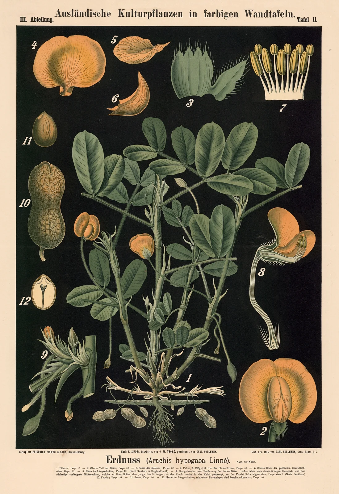 Erdnuss (Arachis hypogaea Linné.) av Carl Bollmann