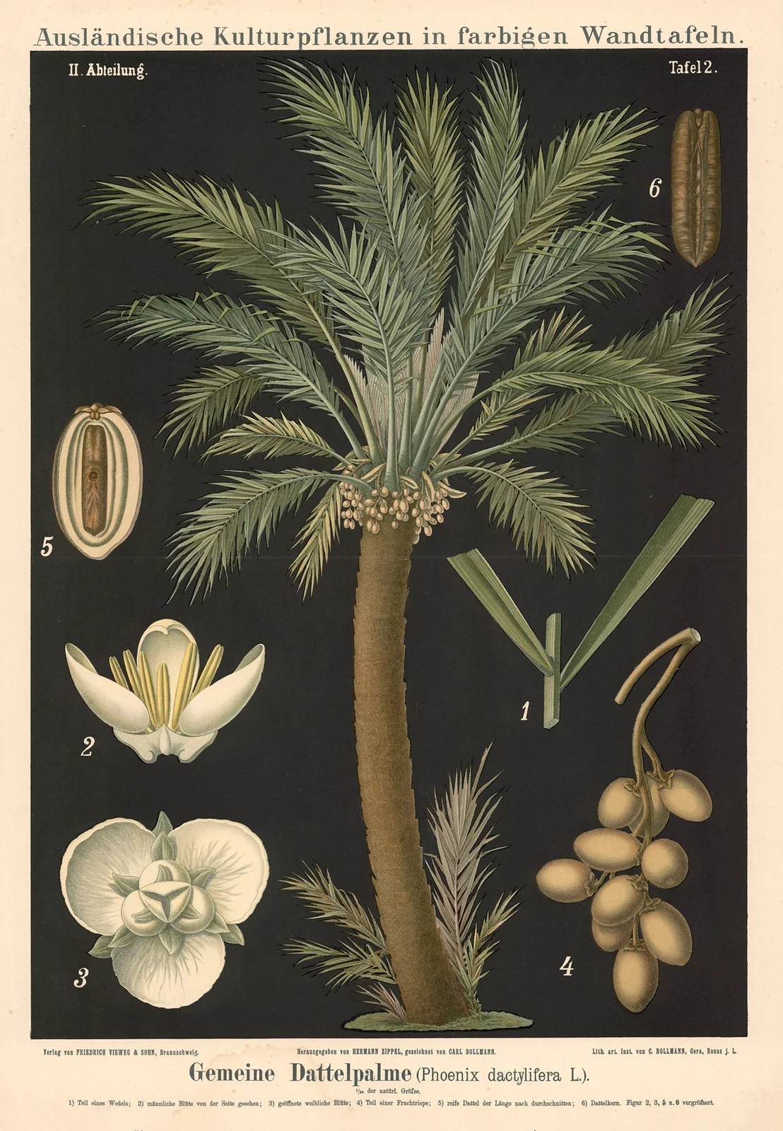 Gemeine Dattelpalem (Phoenix dactylifera L.) av Carl Bollmann