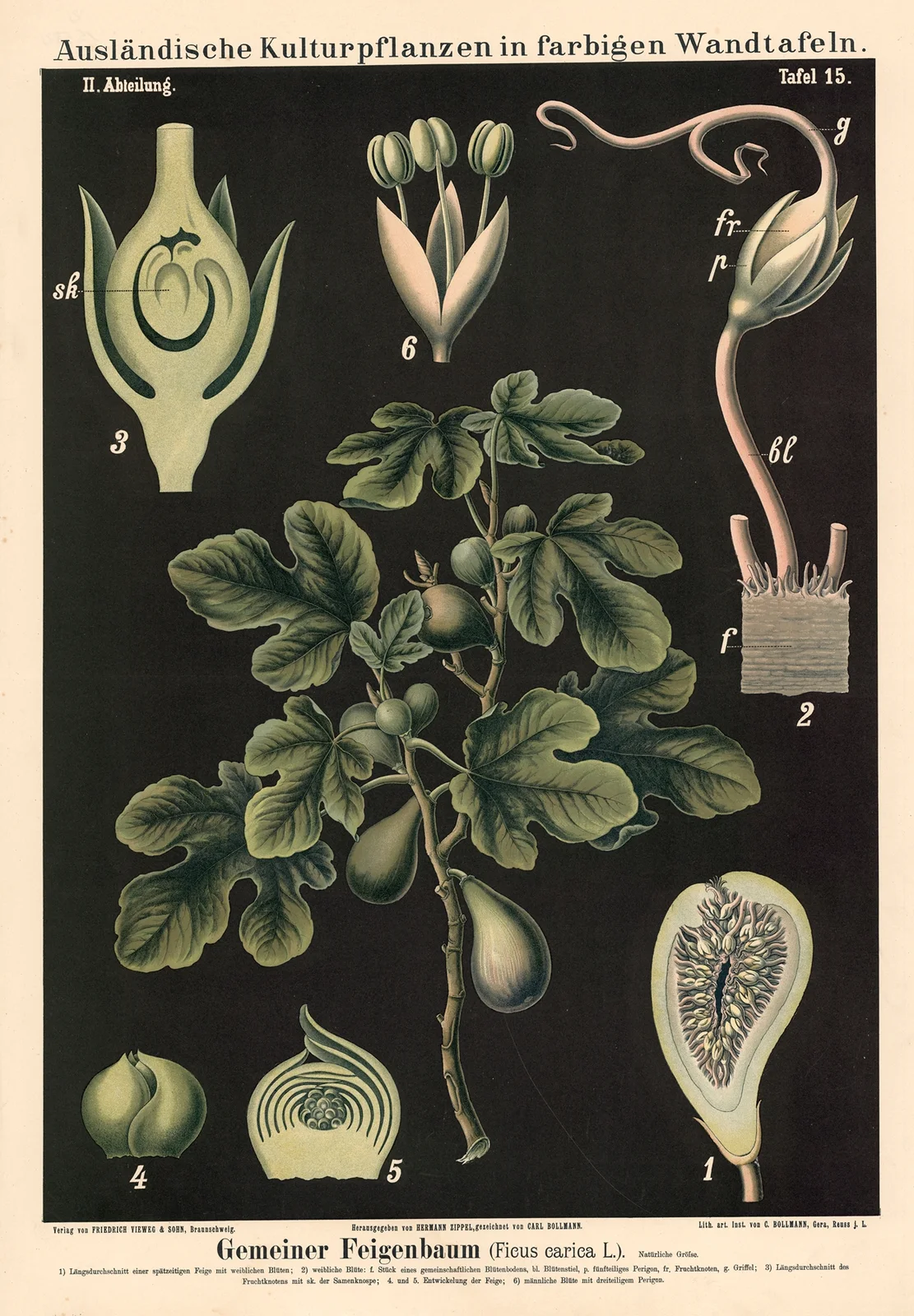 Gemeiner Feigenbaum (Ficus carica L.) av Carl Bollmann