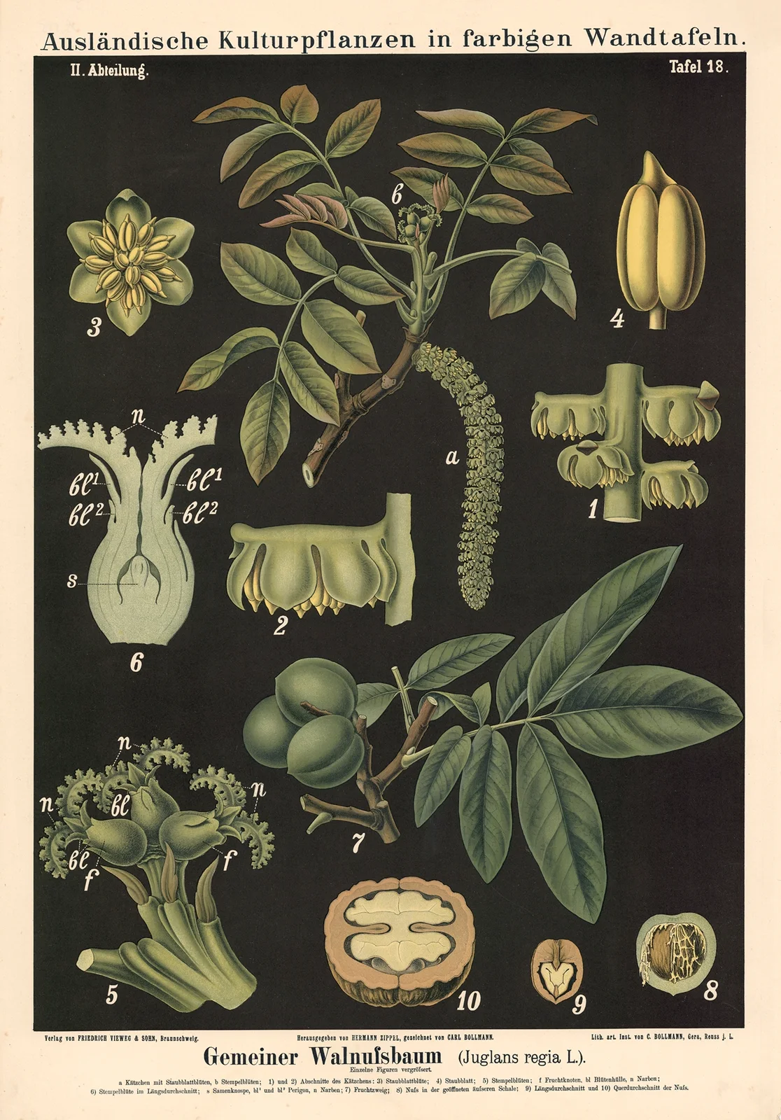 Gemeiner Walnussbaum (Juglans regia L.) av Carl Bollmann