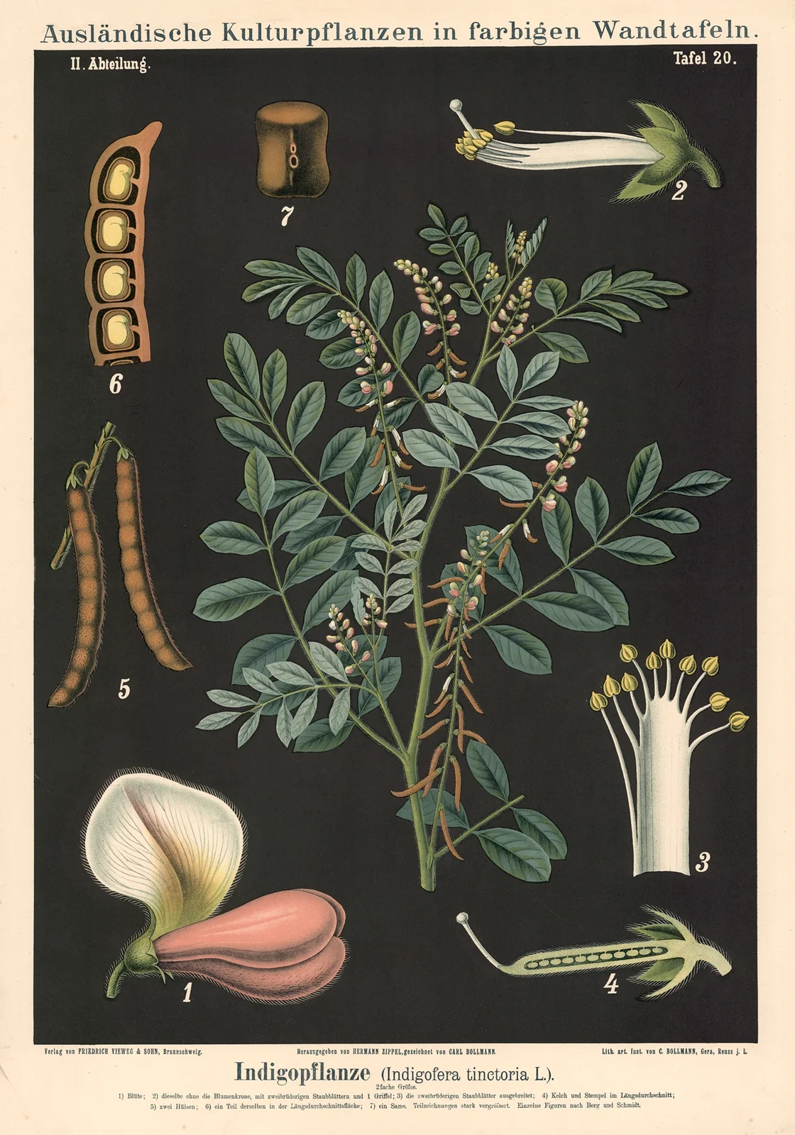 Indigopflanze (Indigofera tinctoria L.) av Carl Bollmann