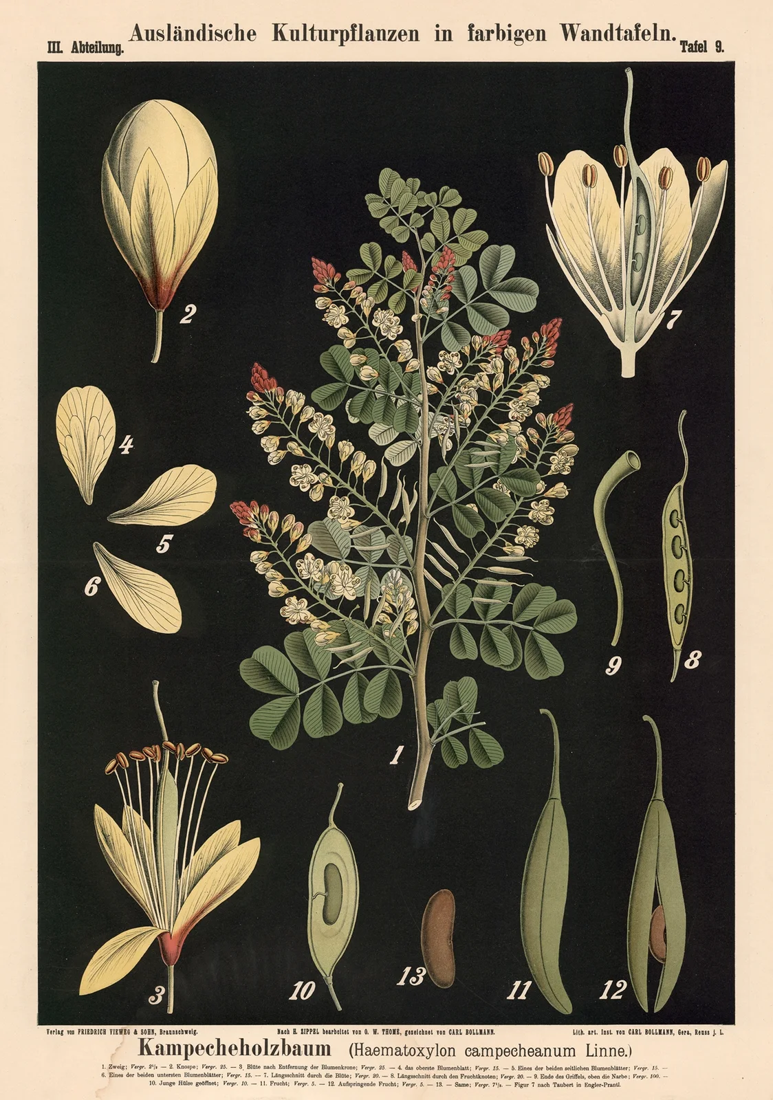 Kampecheholzbaum (Haematoxylon campecheanum Linne.) av Carl Bollmann