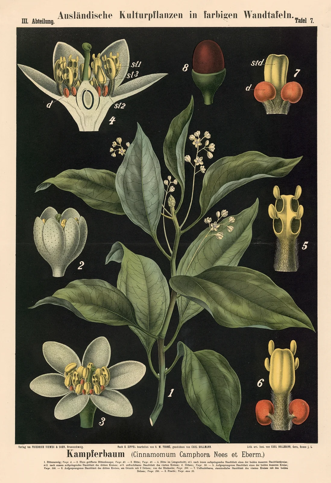 Kampferbaum (Cinnamomum Camphora Nees et Eberm.) av Carl Bollmann