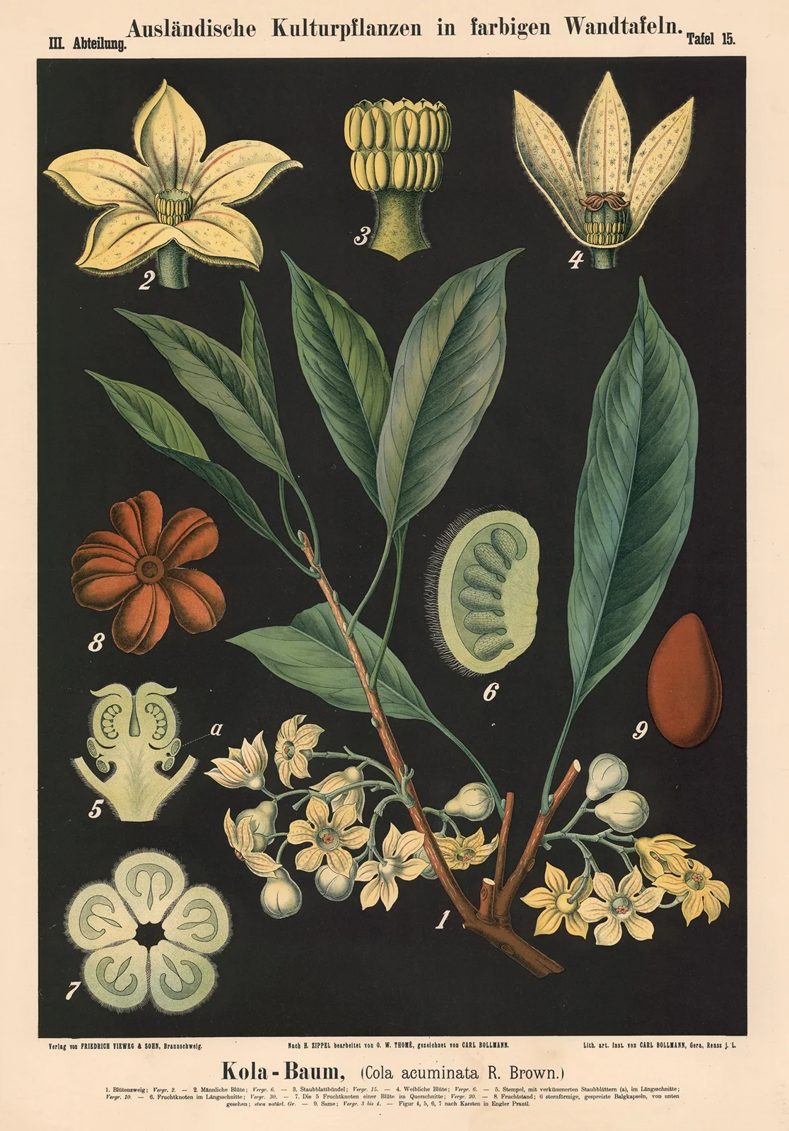 Kola-Baum, (Cola acuminata R. Brown.) av Carl Bollmann