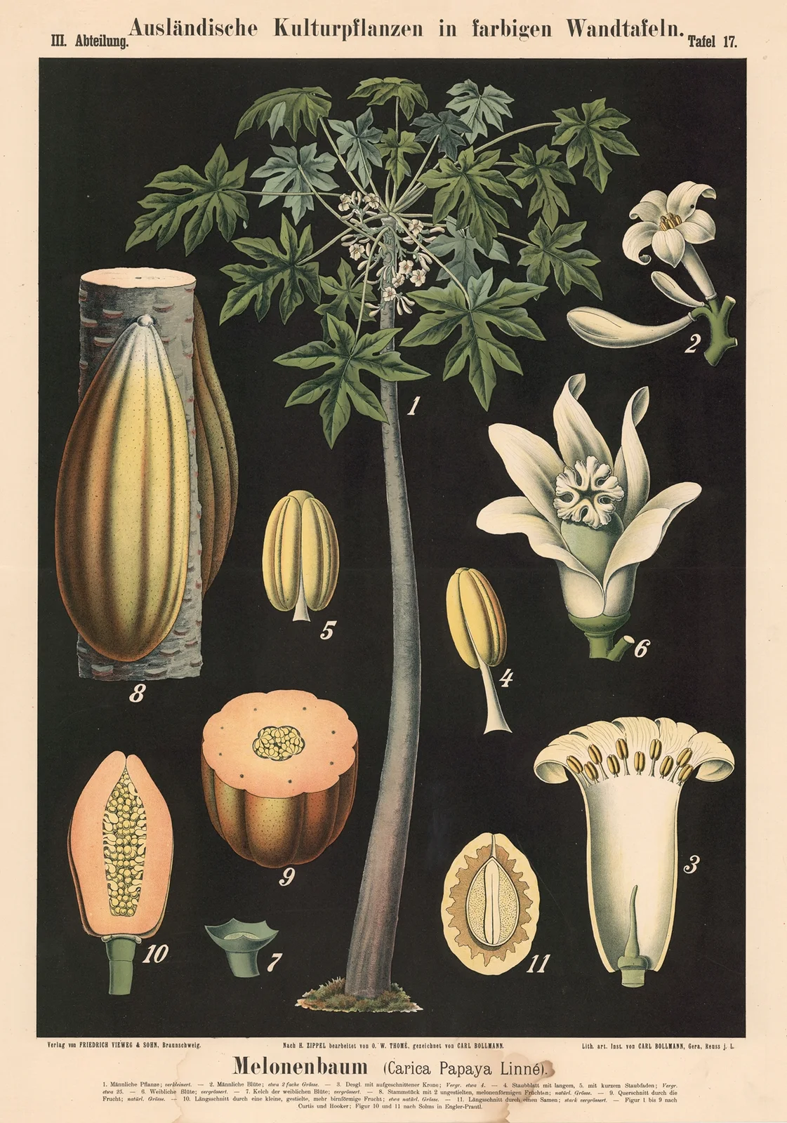 Melonenbaum (Carica Papaya Linné) av Carl Bollmann