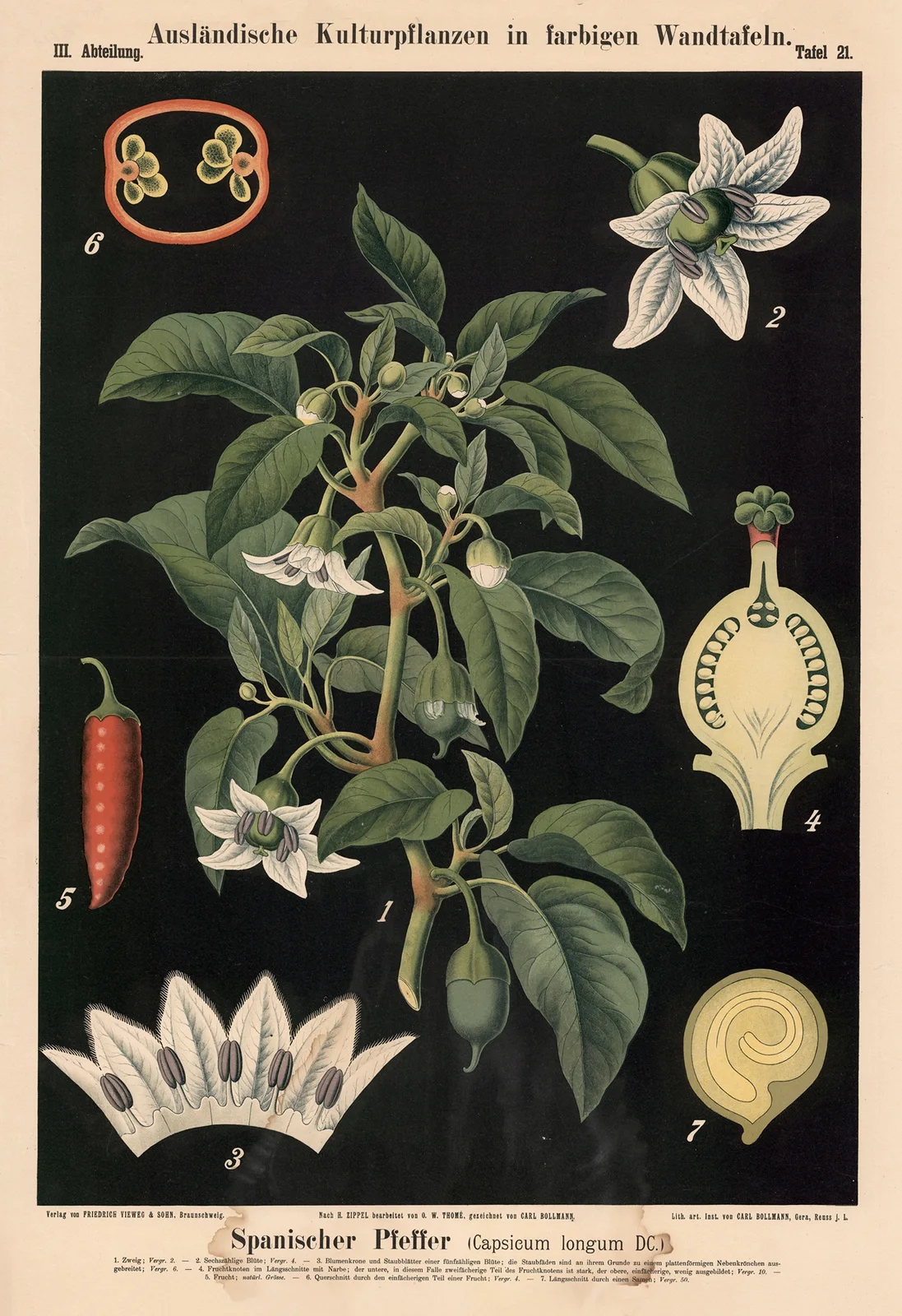 Spanischer Pfeffer (Capsicum longum DC.) av Carl Bollmann