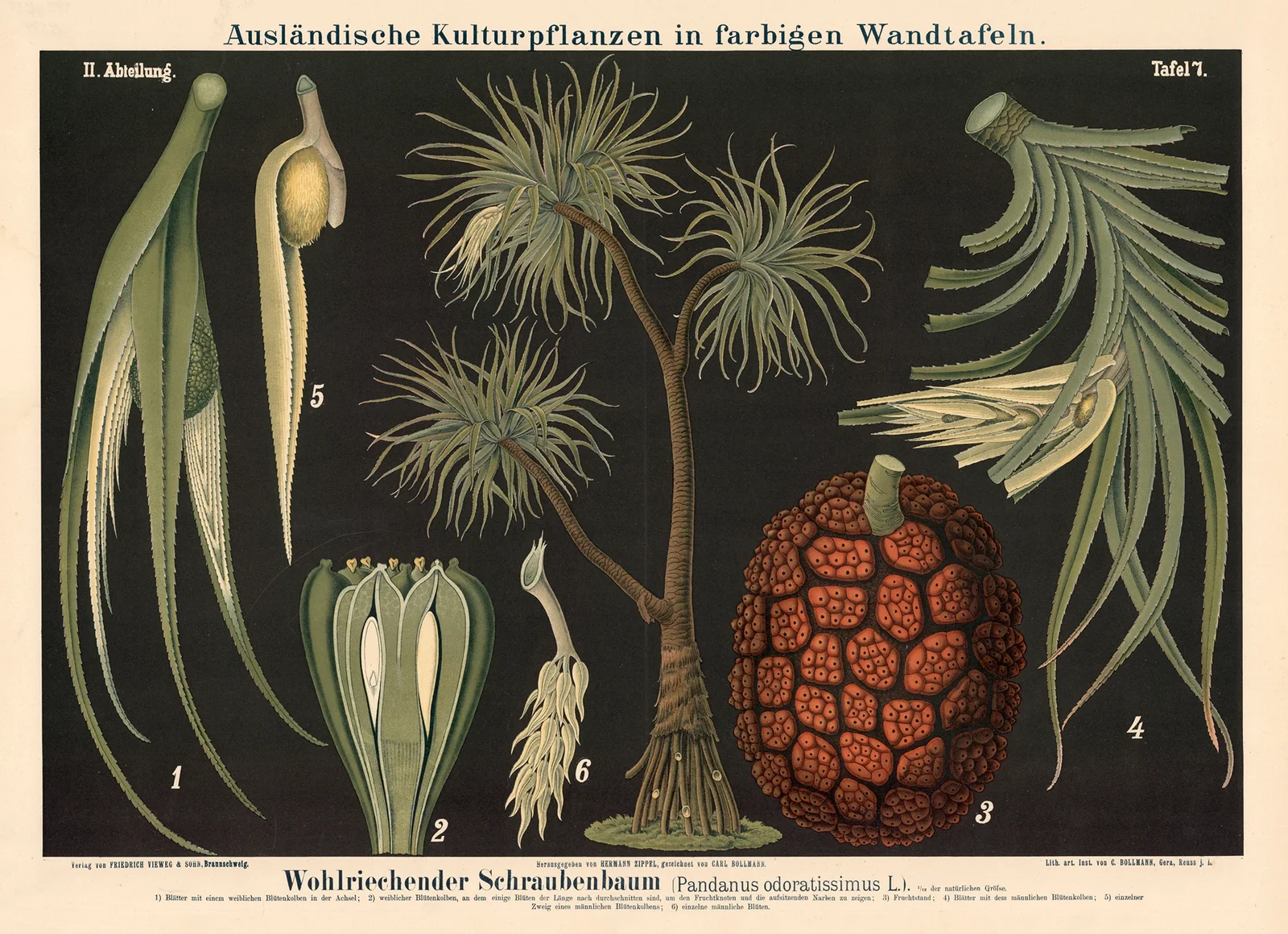 Wohlriechender Schraubenbaum (Pandanus odoratissimus L.) av Carl Bollmann