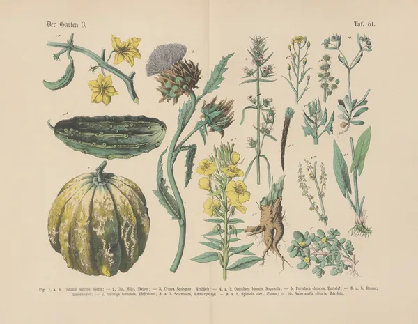 Lehrbuch der praktischen Pflanzenkunde in Wort und Bild Pl.51 av Carl Hoffmann