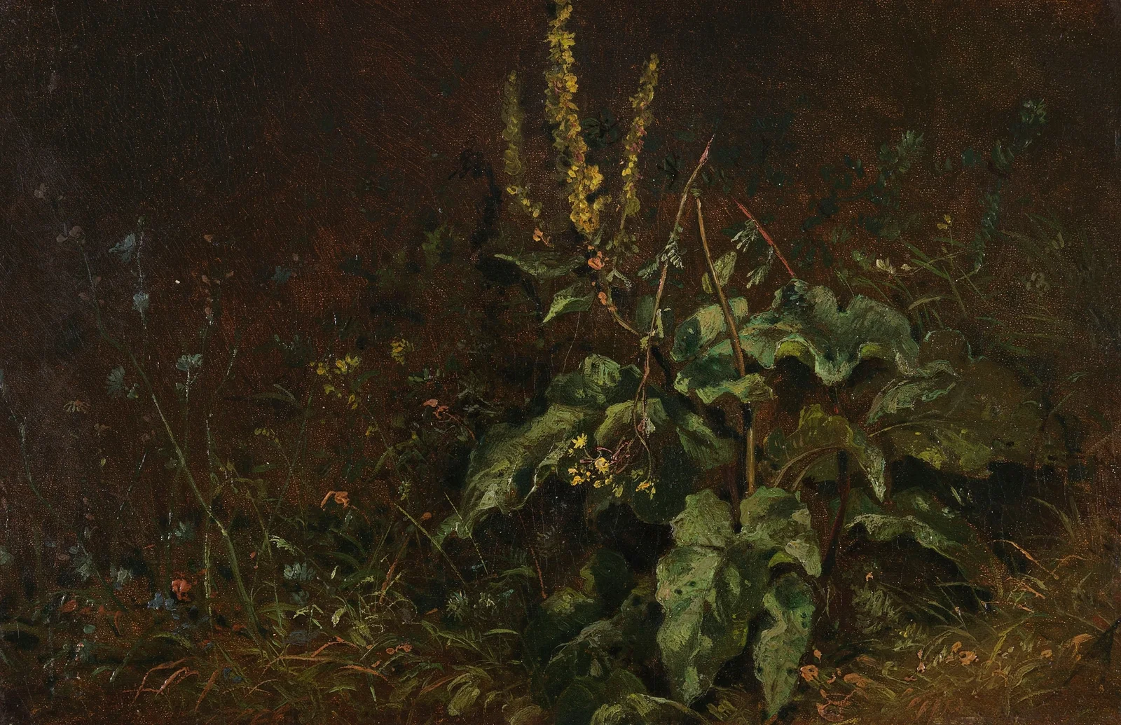 Stauden (Königskerzen und Gräser) av Carl Spitzweg