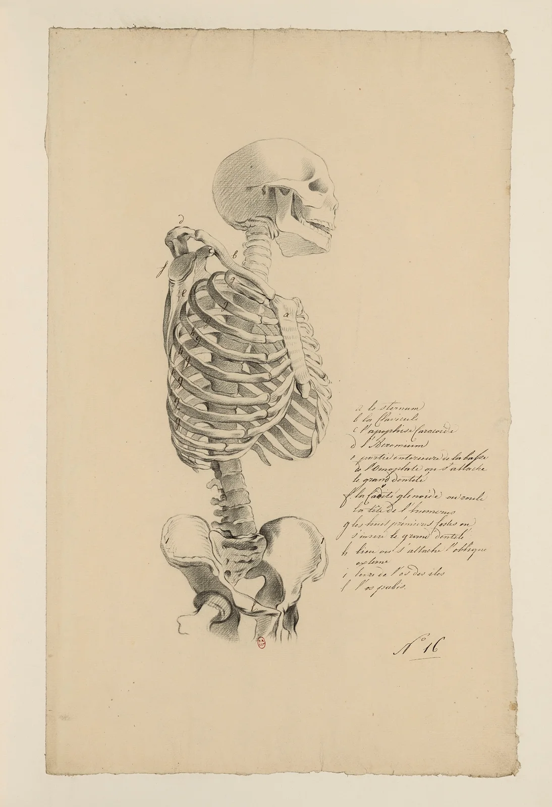 Cahiers d’Anatomie Pl.15 av Charles Monnet