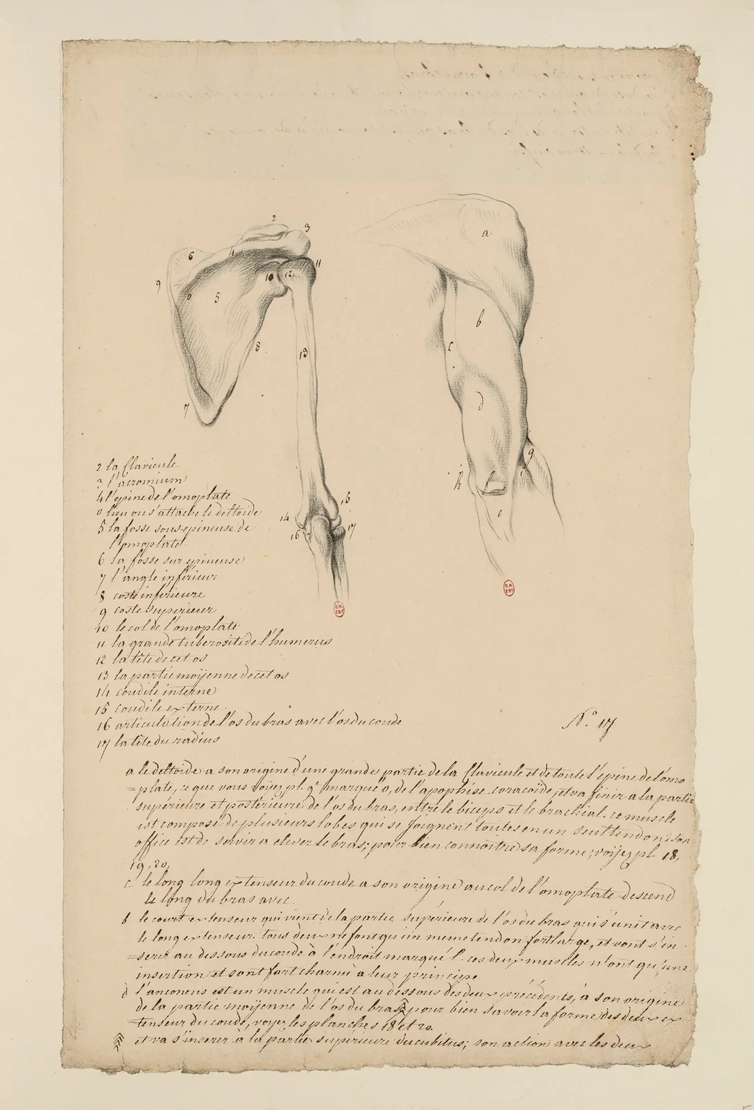 Cahiers d’Anatomie Pl.16 av Charles Monnet
