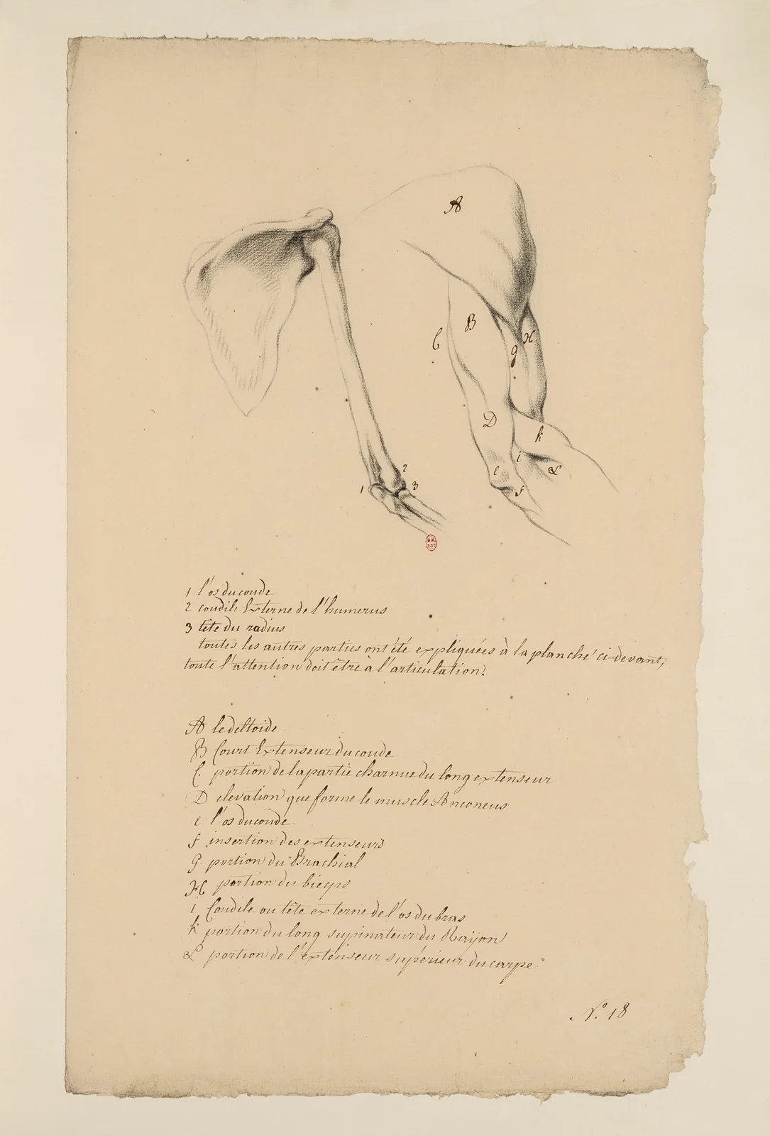 Cahiers d’Anatomie Pl.17 av Charles Monnet