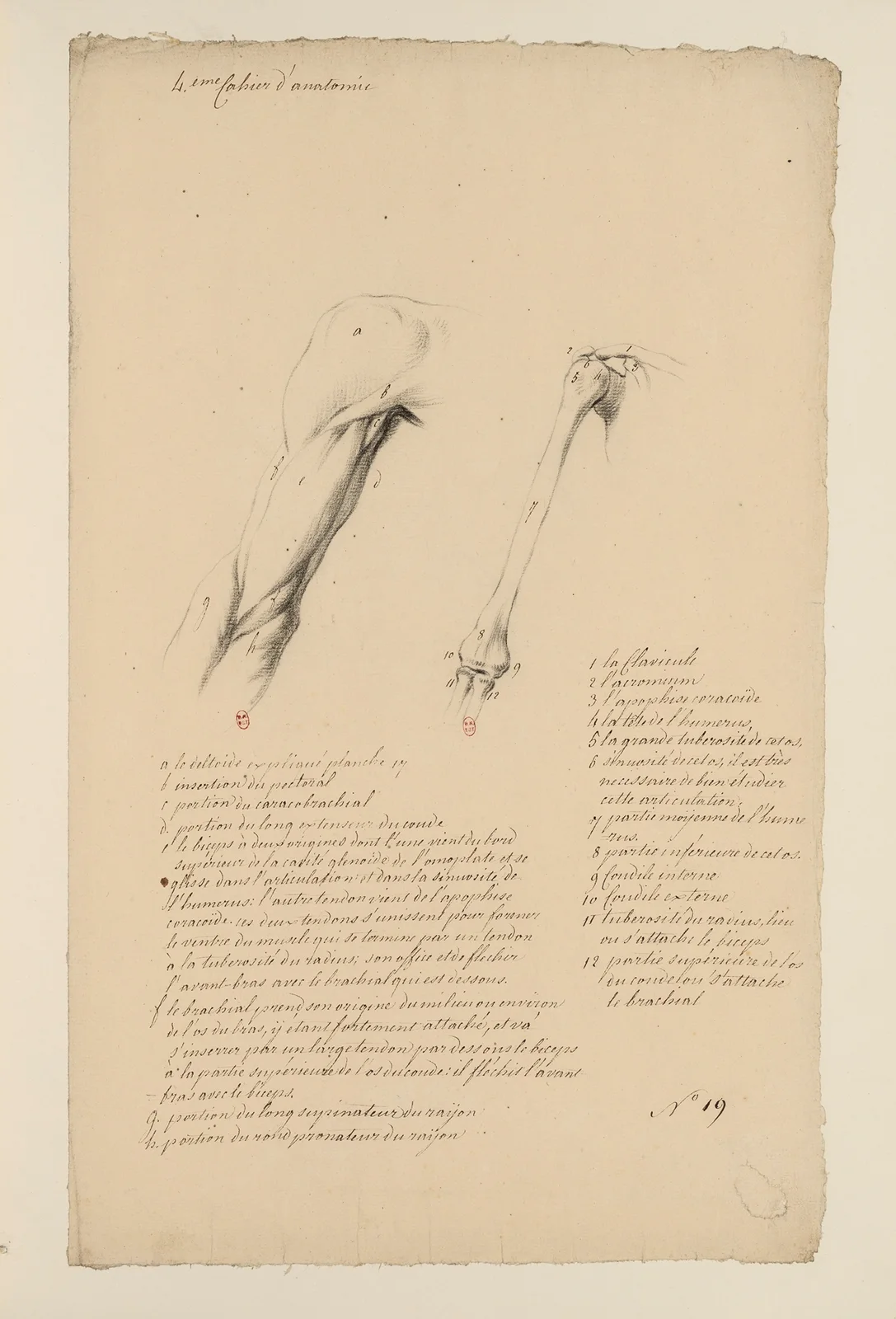 Cahiers d’Anatomie Pl.18 av Charles Monnet