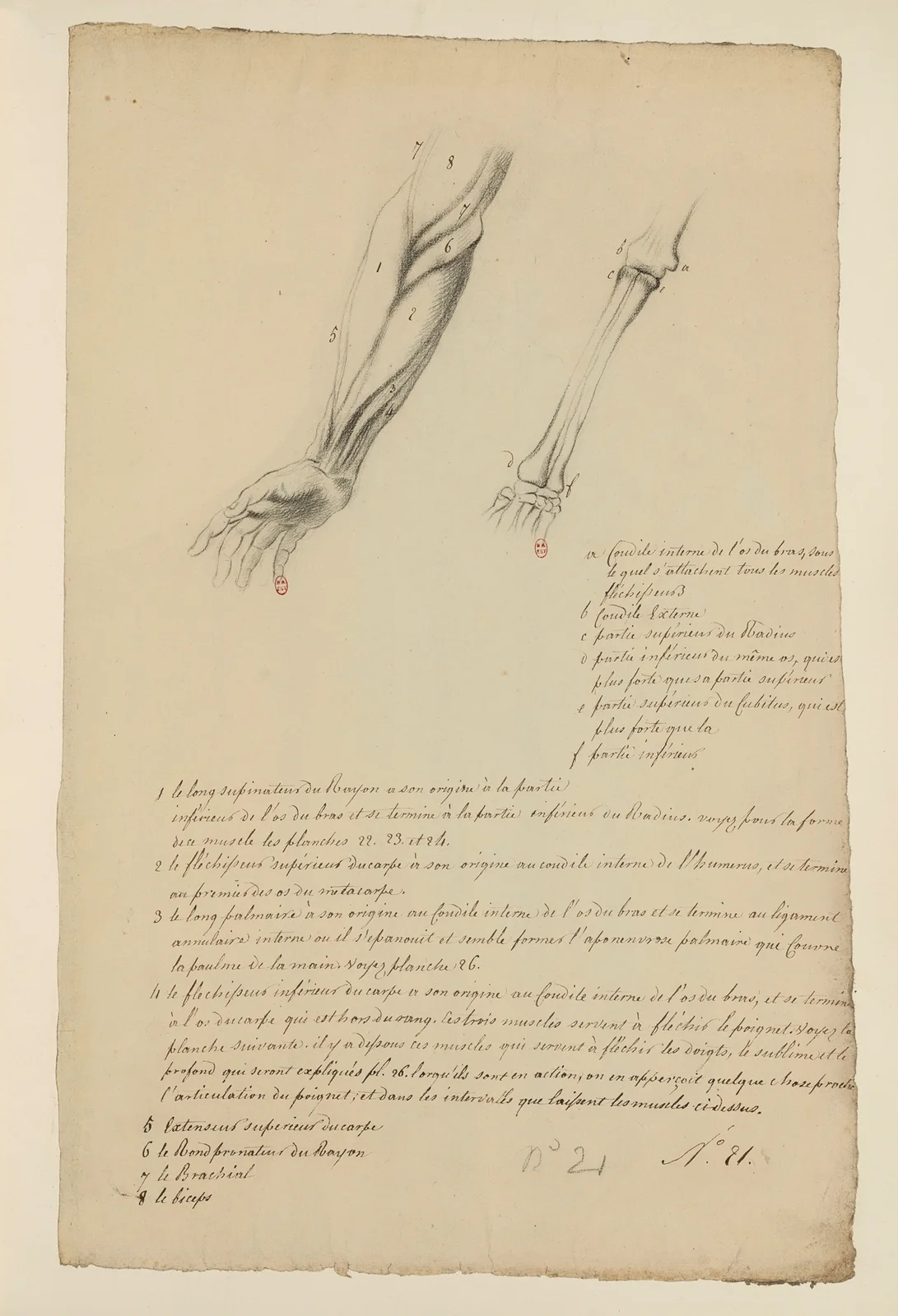 Cahiers d’Anatomie Pl.20 av Charles Monnet