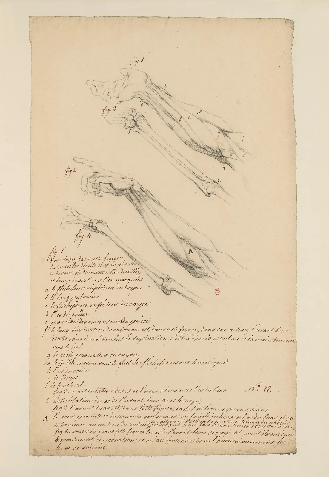 Cahiers d’Anatomie Pl.21 (18th Century) av Charles Monnet