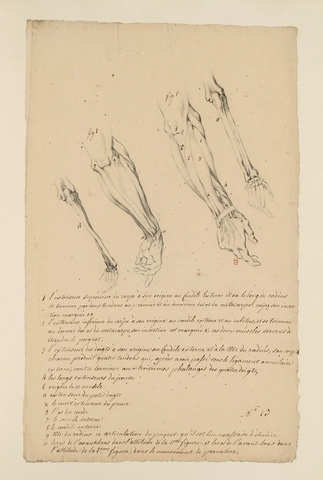 Cahiers d’Anatomie Pl.22 av Charles Monnet