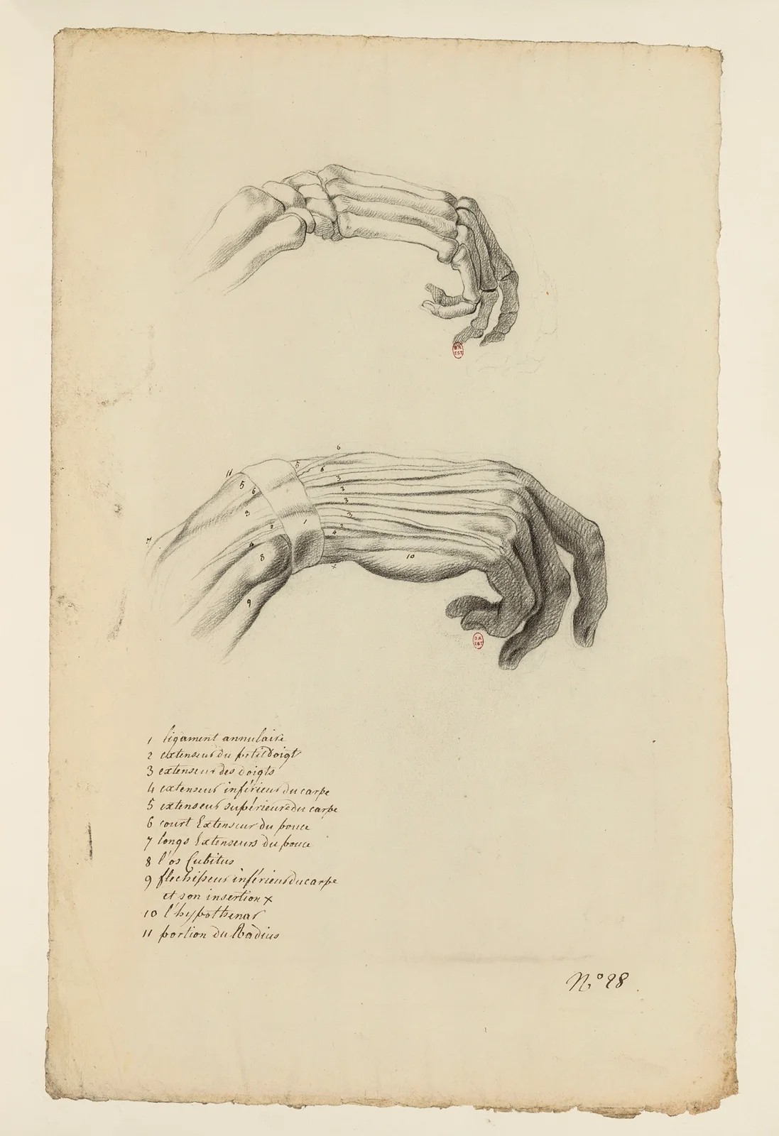 Cahiers d’Anatomie Pl.23 av Charles Monnet