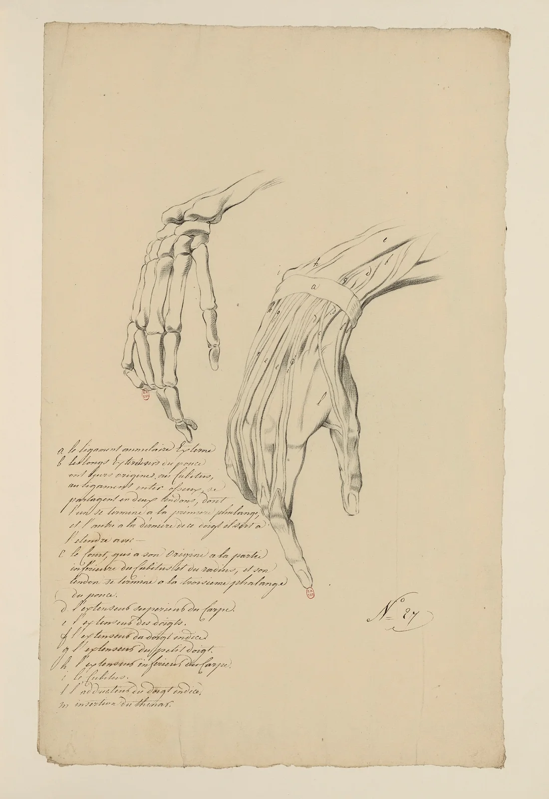 Cahiers d’Anatomie Pl.24 av Charles Monnet