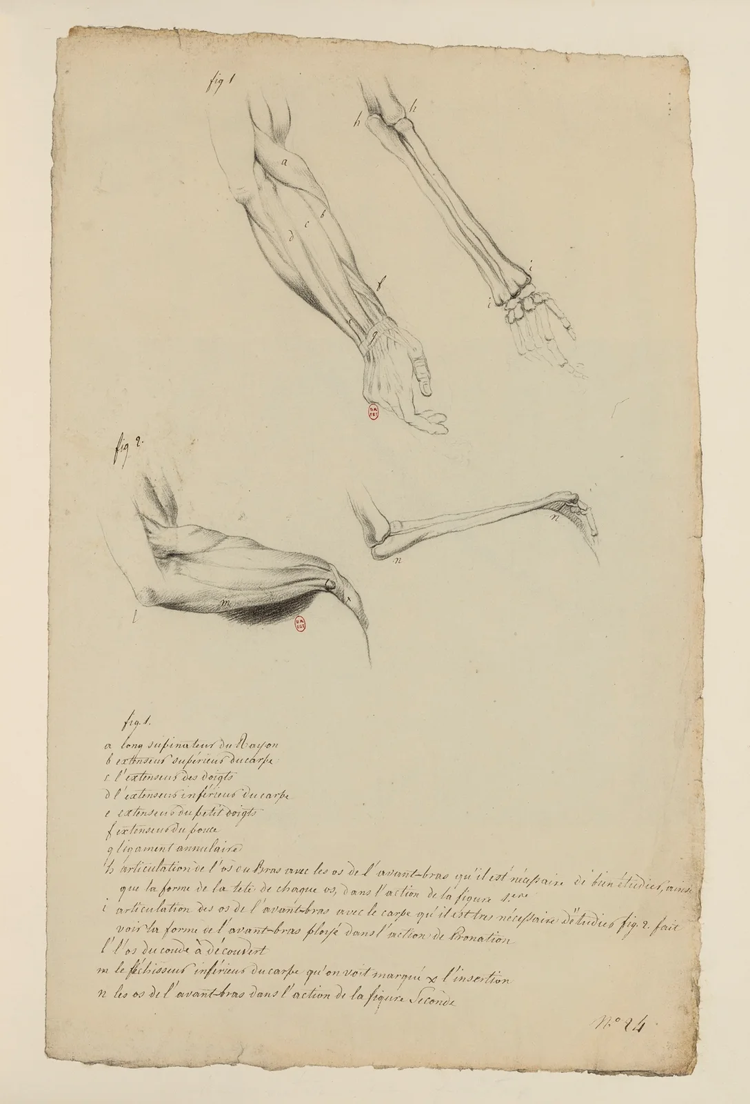 Cahiers d’Anatomie Pl.26 av Charles Monnet
