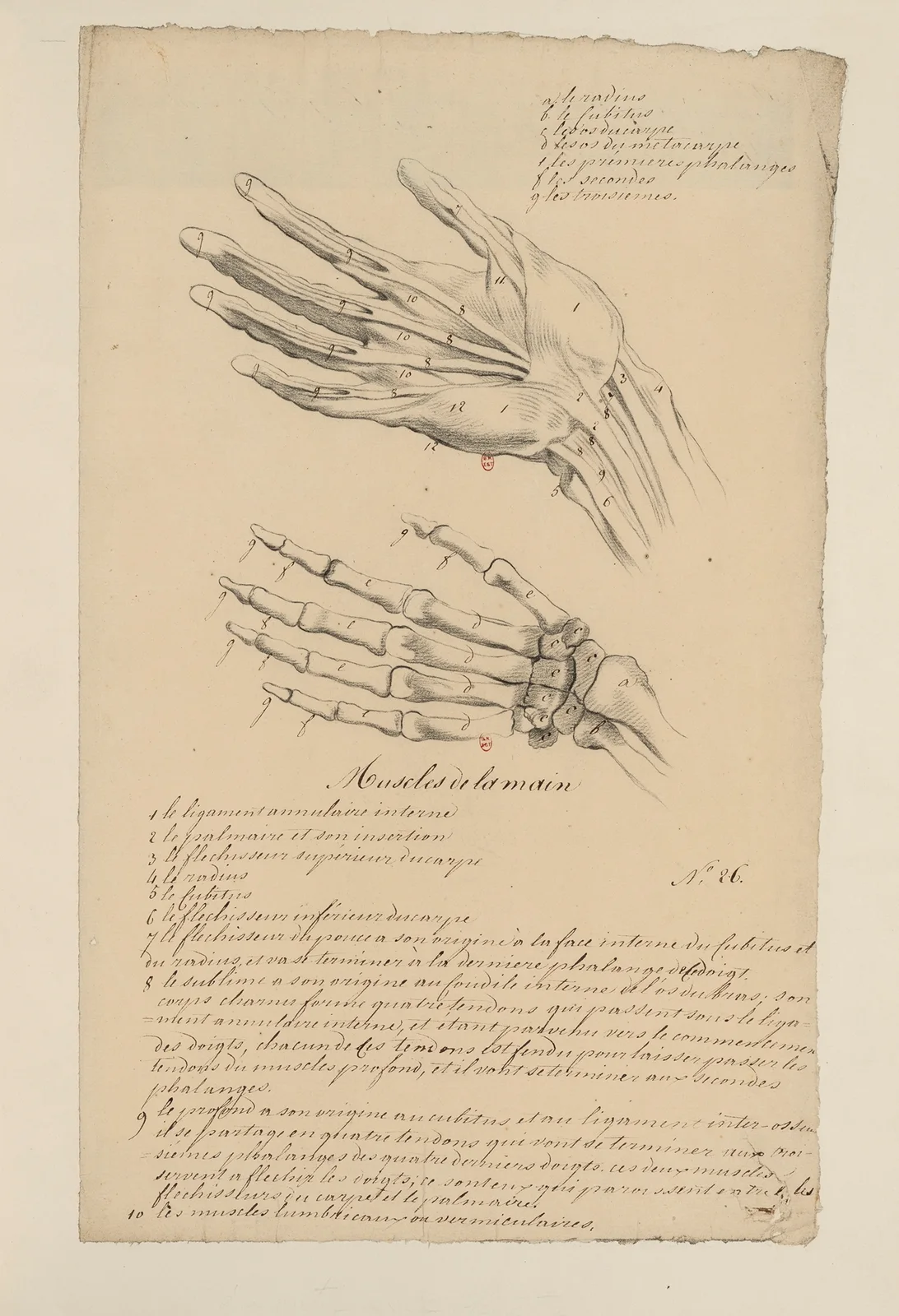 Cahiers d’Anatomie Pl.27 av Charles Monnet