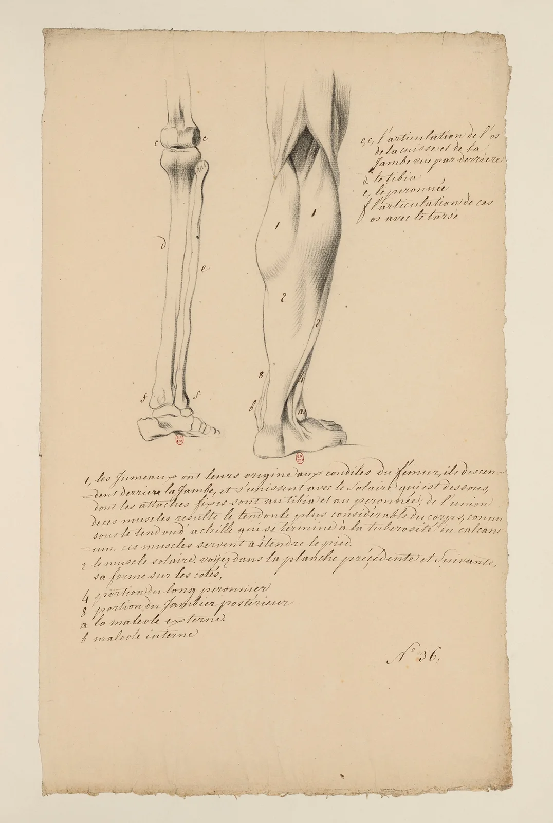 Cahiers d’Anatomie Pl.28 av Charles Monnet