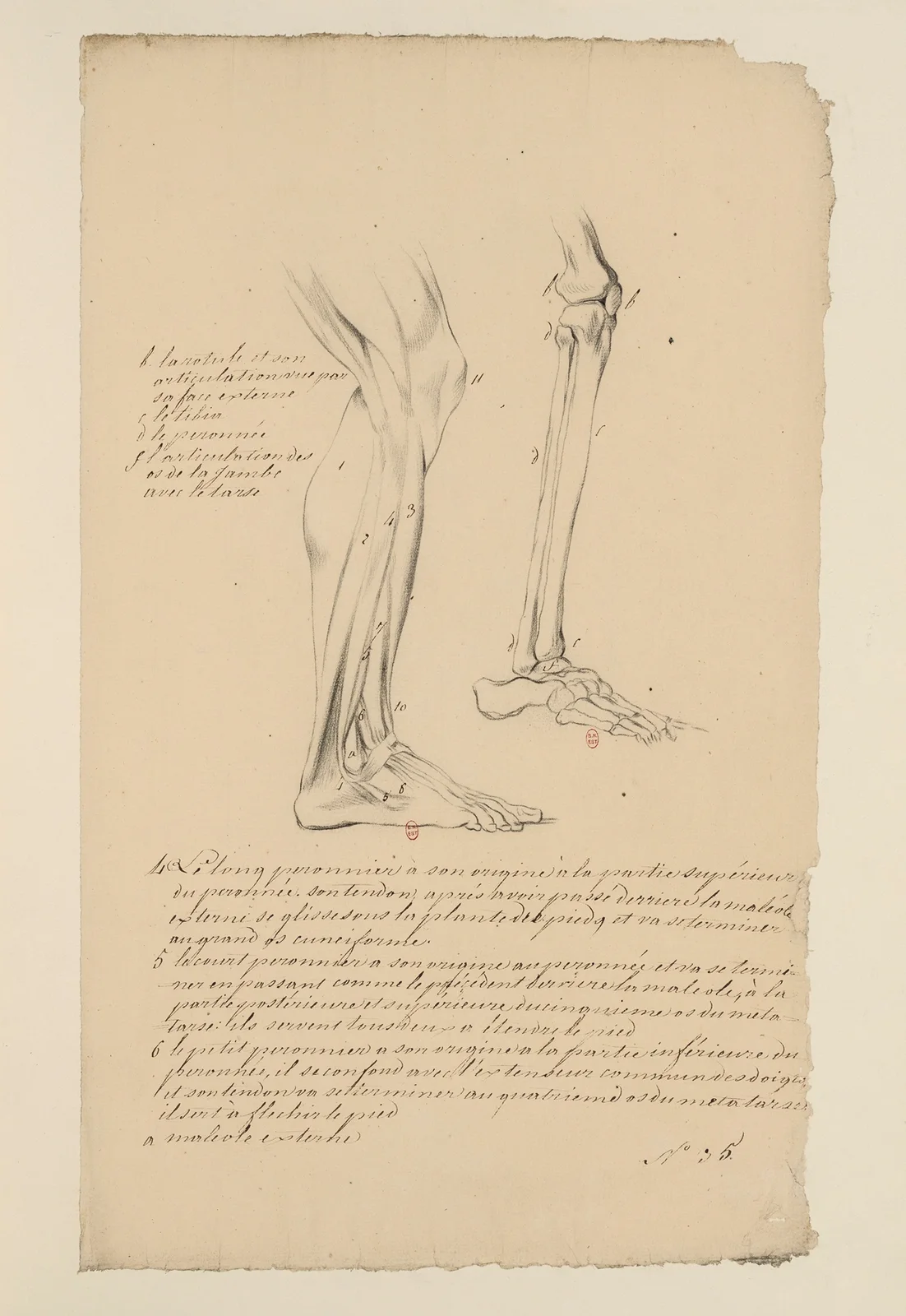 Cahiers d’Anatomie Pl.29 av Charles Monnet