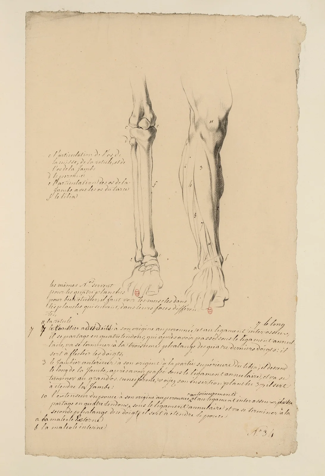 Cahiers d’Anatomie Pl.30 av Charles Monnet