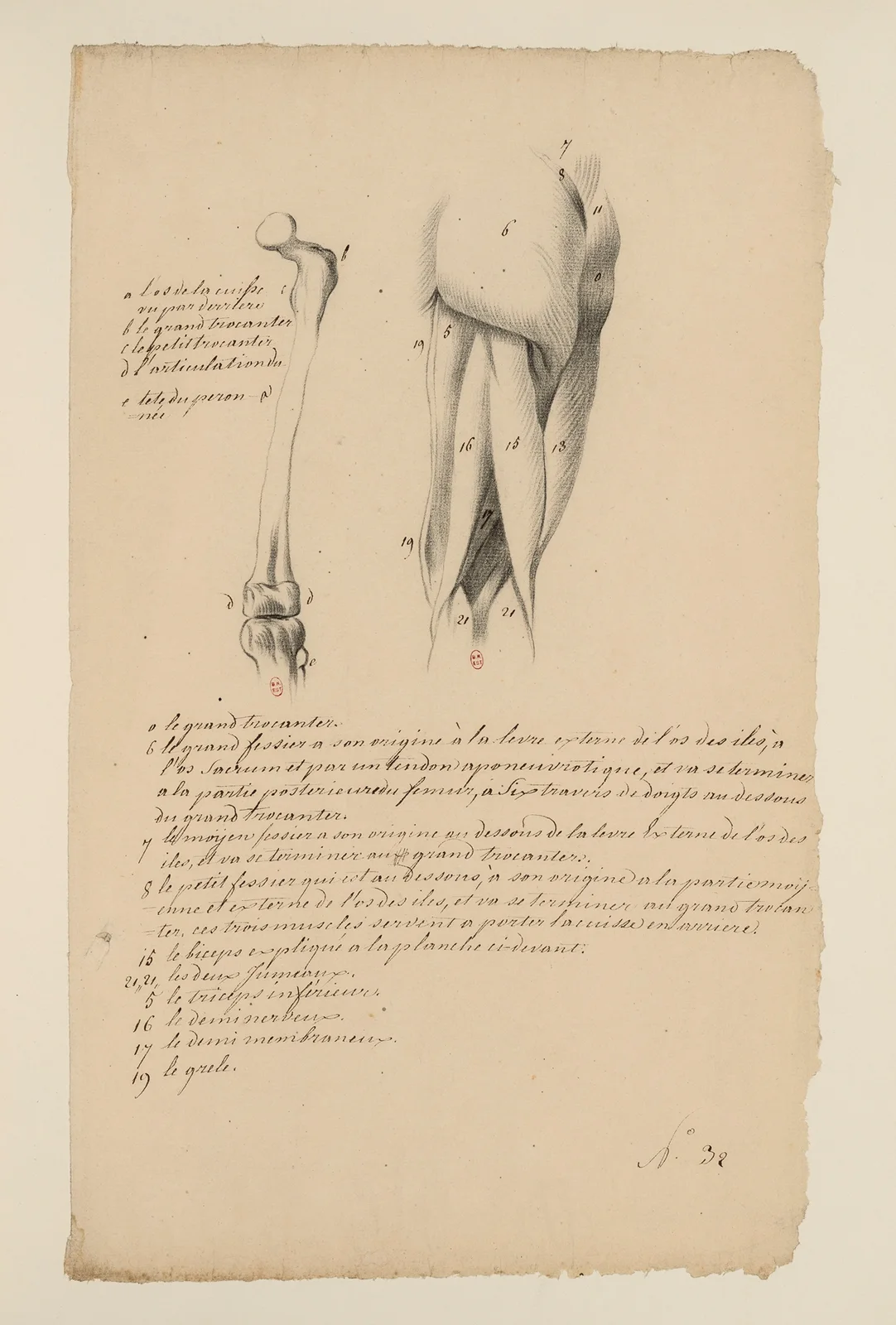 Cahiers d’Anatomie Pl.32 av Charles Monnet